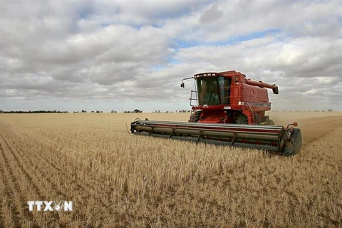 Thu hoạch lúa mỳ tại Melbourne, Australia. (Ảnh: AFP/TTXVN)