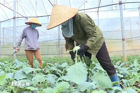 Nông dân huyện Mộc Châu, tỉnh Sơn La thu hoạch rau theo tiêu chuẩn VietGAP. (Ảnh: TTXVN phát)