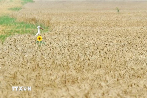 Một cánh đồng lúa mì ở làng Mala Dyvitsya, cách thủ đô Kiev (Ukraine) khoảng 160km. (Ảnh: AFP/TTXVN)