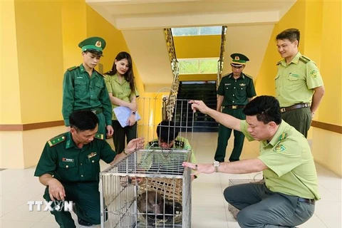 Cá thể Khỉ mốc được bàn giao cho lực lượng kiểm lâm Vườn quốc gia Vũ Quang. (Ảnh: TTXVN phát)