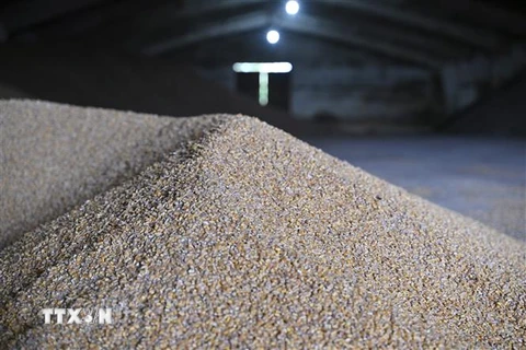Hạt ngũ cốc sau khi được thu hoạch tại nông trại ở Odessa, Ukraine, ngày 22/5. (Ảnh: AFP/TTXVN)