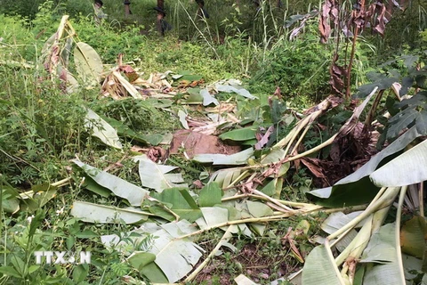 Dấu vết đàn voi rừng xuất hiện tại xã biên giới Ia Mơr, huyện Chư Prông (tỉnh Gia Lai). (Ảnh: TTXVN phát)