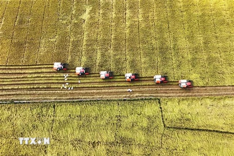 Công ty Cổ phần Tập đoàn Lộc Trời thu hoạch lúa trên cánh đồng liên kết phục vụ xuất khẩu ở huyện Thoái Sơn, tỉnh An Giang. (Ảnh: Công Mạo/TTXVN)
