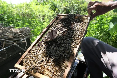 Nuôi ong sú vẹt tại Vườn quốc gia Xuân Thủy. (Ảnh: Công Luật/TTXVN)