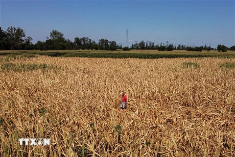 Cánh đồng lúa mỳ bị khô héo do hạn hán tại Occhiobello, Italy, ngày 11/7/2022. (Ảnh: AFP/TTXVN)