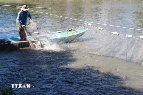 Thu hoạch cá tra tại huyện Thanh Bình (Đồng Tháp). (Ảnh: Văn Trí/TTXVN)