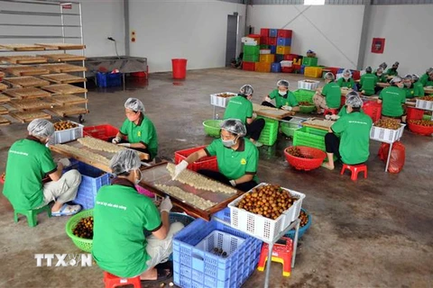 Nhân viên Công ty cổ phần xuất nhập khẩu hoa quả Sơn La chế biến long nhãn. (Ảnh: Quang Quyết/TTXVN)