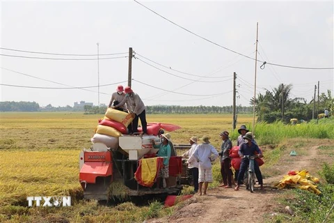 Thu hoạch lúa tại Tiền Giang. (Ảnh: Hữu Chí/TTXVN)