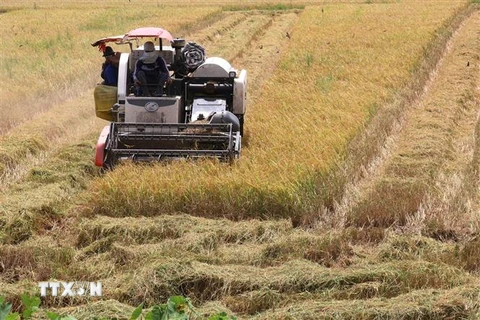 Thu hoạch lúa Hè Thu 2022 tại xã Phương Thịnh, huyện Cao Lãnh, Đồng Tháp. (Ảnh: Nguyễn Văn Trí/TTXVN)