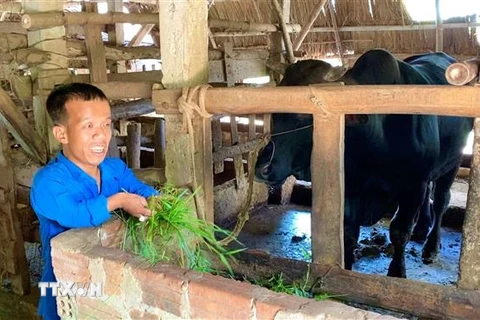 Anh Phan Quang Thái chỉ cao 1m2, nặng 35kg, bị nhiễm chất độc da cam từ cha nên mang trong mình căn bệnh đùn cột sống, khớp xương. Học xong lớp 12, anh lập nghiệp bằng cách chăn nuôi gà, bò, trâu, mang lại thu nhập cho bản thân và gia đình. (Ảnh: TTXVN ph