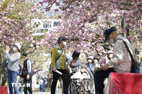 Người cao tuổi ngắm hoa anh đào nở rộ tại Osaka, Nhật Bản, ngày 12/4/2022. (Ảnh: AFP/ TTXVN)