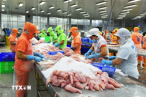 Chế biến cá tra xuất khẩu tại Công ty TNHH Hùng Cá (Thanh Bình, Đồng Tháp). (Ảnh: Văn Trí/TTXVN)