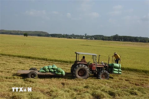 Thu hoạch lúa tại cánh đồng xã Láng Dài, huyện Đất Đỏ, Bà Rịa-Vũng Tàu. (Ảnh: Hoàng Nhị/TTXVN)