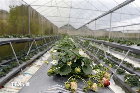 Khu nhà kính trồng dâu tây gắn với trải nghiệm thực tế cho khách du lịch của HTX 19-5. (Ảnh: Trần Việt/TTXVN)