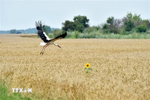 Một cánh đồng lúa mì ở làng Mala Dyvitsya, Ukraine. (Ảnh: AFP/TTXVN)