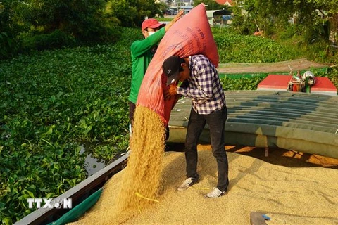 Lúa sau khi nông dân thu hoạch. (Ảnh: Thanh Tân/TTXVN)