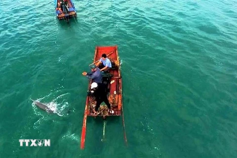 Ngư dân dùng thuyền đưa cá heo ra vùng nước sâu hơn. (Ảnh: TTXVN phát)