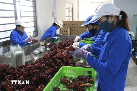 Sơ chế sản phẩm nho đỏ ăn tươi tại Trang trại nho Ba Mọi (xã Phước Thuận, huyện Ninh Phước). (Ảnh: Nguyễn Thành/TTXVN)