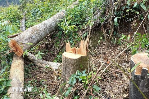 Vụ phá rừng tại khu vực giáp ranh giữa hai huyện Lạc Dương và huyện Đam Rông (Lâm Đồng). (Ảnh: Đặng Tuấn/TTXVN)