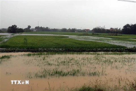 Mưa lớn gây ngập tại Thừa Thiên-Huế. (Ảnh minh họa: Đỗ Trưởng/TTXVN)