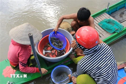 Người dân vùng đầu nguồn của tỉnh Đồng Tháp tranh thủ bắt cá trong những ngày cá từ đồng ruộng bơi ra các nhánh sông. (Ảnh: Nhựt An/TTXVN)