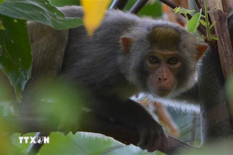 Loài Khỉ đuôi lợn (tên khoa học Macaca nemestrina) tại Vườn Quốc gia Kon Ka Kinh (một trong hai vùng lõi của khu dự trữ sinh quyển thế giới Cao nguyên Kon Hà Nừng). (Ảnh: TTXVN phát)
