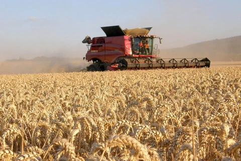 Bắc Kinh áp đặt các lệnh cấm nhập khẩu các mặt hàng của Canberra như lúa mạch, tôm hùm và rượu vang. (Ảnh minh họa. Nguồn: All About Fed)