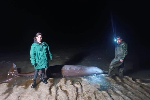 Cá voi chết dạt vào bờ. (Nguồn: Cyprus Mail)