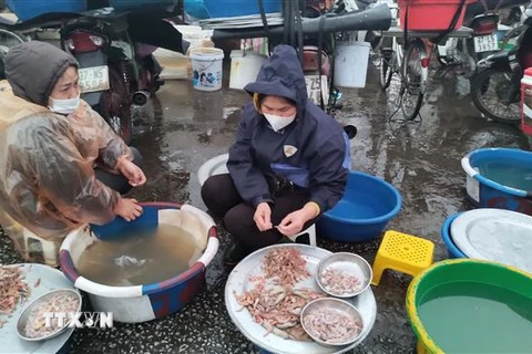 Hải sản tại chợ cá Nghi Thủy, thị xã Cửa Lò, tỉnh Nghệ An. (Ảnh: Nguyễn Văn Nhật/TTXVN)