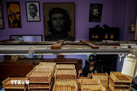 Đóng gói xì gà tại nhà máy Cohiba ở Havana, Cuba, ngày 8/9/2022. (Ảnh: AFP/TTXVN)