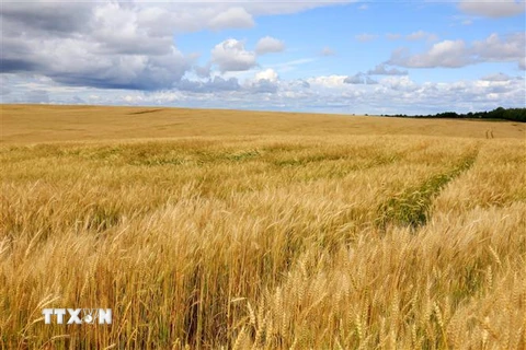 Một góc cánh đồng lúa mỳ của TH RUS gần làng Ivanovskoe, tỉnh Moskva. (Ảnh: Trần Hiếu/TTXVN)