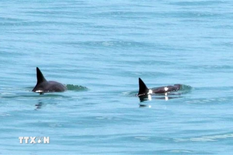 Hai cá thể cá heo vaquita tại vùng Vịnh California, Mexico. (Ảnh: AFP/TTXVN))