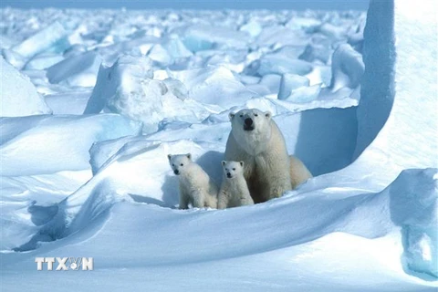 Gấu trắng Bắc Cực. (Ảnh: AFP/ TTXVN)