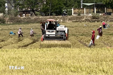 Thu hoạch lúa tại Ninh Thuận. (Ảnh: Công Thử/TTXVN)