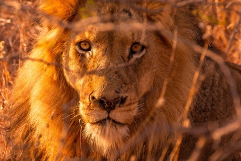 Sư tử tại Kenya. (Nguồn: Sky News)