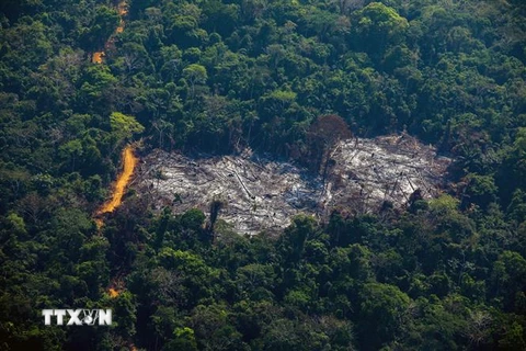 Khoảng rừng Amazon bị chặt phá tại Altamira, bang Para, Brazil, ngày 28/8/2019. (Ảnh minh họa: AFP/ TTXVN)