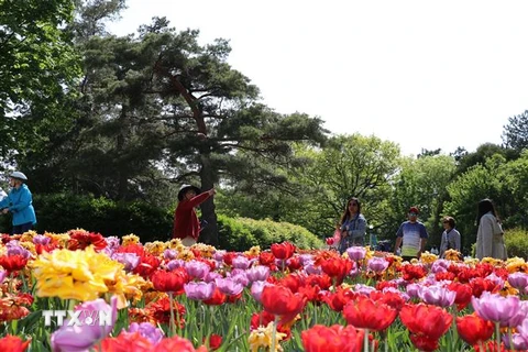 Lễ hội hoa tulip Canada. (Nguồn: TTXVN)