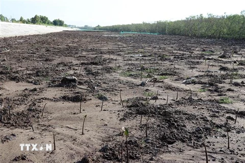 Trồng rừng thích ứng biến đổi khí hậu ở Tiền Giang. (Ảnh: Hữu Trí/TTXVN)