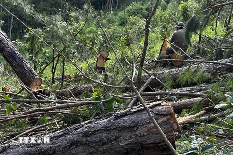 Những cây thông bị cưa hạ nằm trên diện tích gần 1.400m2, đây là rừng thông trồng từ năm 1997 và hiện đang giao khoán cho người dân quản lý, bảo vệ. (Ảnh: Nguyễn Dũng/TTXVN)