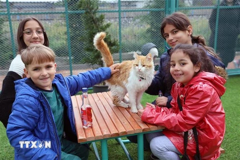 Trẻ em chơi cùng một chú mèo tại "Thị trấn mèo" ở tỉnh Kayseri, Thổ Nhĩ Kỳ ngày 21/7/2023. (Ảnh: THX/TTXVN)