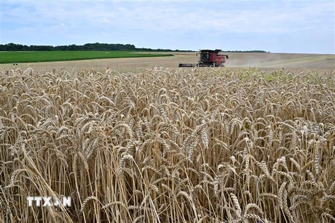 Nông dân thu hoạch lúa mì trên cánh đồng gần Kivshovata, vùng Kiev, Ukraine ngày 18/7/2023. (Ảnh: AFP/TTXVN)
