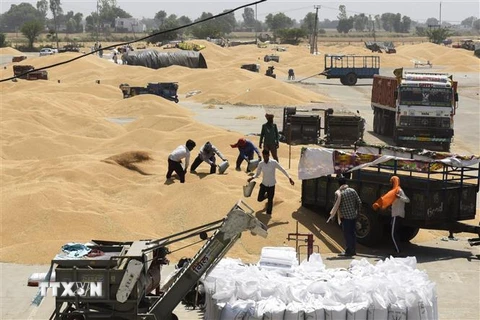 Người dân bốc dỡ lúa mì tại một khu chợ ở ngoại ô Amritsar, Ấn Độ. (Ảnh: AFP/TTXVN)