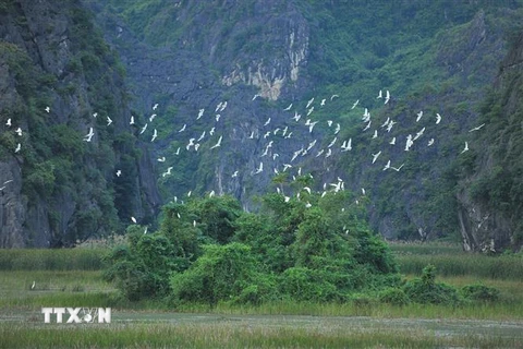 Hàng nghìn, hàng vạn con cò bay lượn trên Đầm Vân Long, Ninh Bình. (Ảnh: Minh Đức/TTXVN)