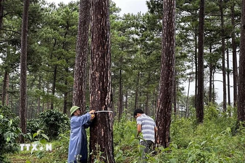 Kiểm tra các cây thông bị đầu độc. (Ảnh: Nguyễn Dũng/TTXVN)