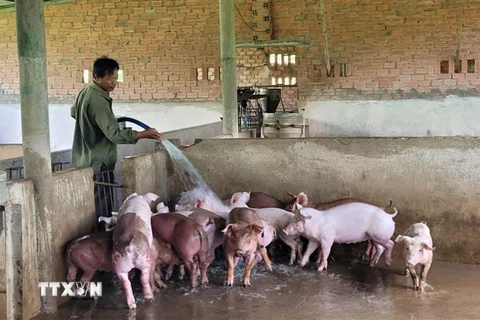Ông Phạm Văn Di, trú tại xã Sơn Bình (Châu Đức, Bà Rịa-Vũng Tàu) chăm sóc đàn lợn chuẩn bị cho vụ Tết. (Ảnh: Hoàng Nhị/TTXVN)