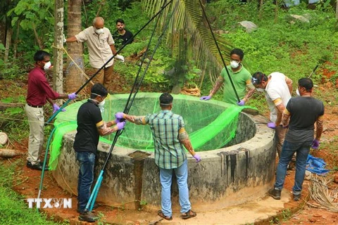 Lực lượng chức năng bắt những con dơi được cho là nguyên nhân làm lây lan virus chết người Nipah ở Kozikode, bang Kerala, Ấn Độ. (Ảnh: AFP/TTXVN)