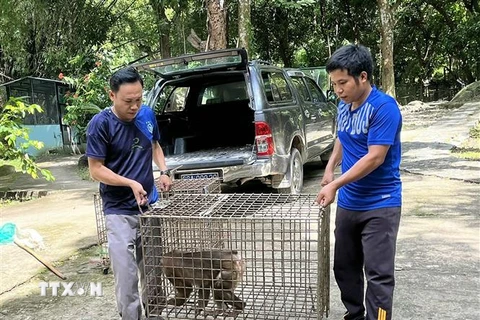 Trạm Cứu hộ Động vật Hoang dã Hòn Me tiếp nhận 4 cá thể động vật rừng. (Ảnh: TTXVN phát)
