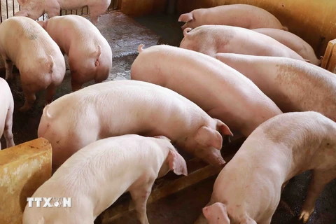 Liên cầu lợn là vi khuẩn cư trú ở đường hô hấp trên (mũi, họng), đường sinh dục, tiêu hóa của lợn. (Ảnh: Vũ Sinh/TTXVN)