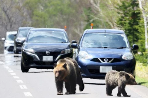 Gấu trên đường phố tại Nhật Bản. (Nguồn: Financial Express)