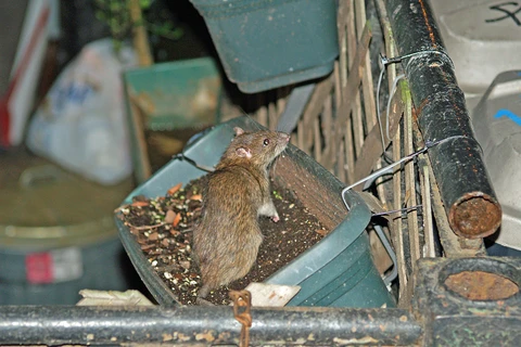 Một con chuột trong một hộp đựng hoa tại New York. (Nguồn: Wikipedia)